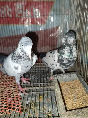 Saharanpuri Pigeon