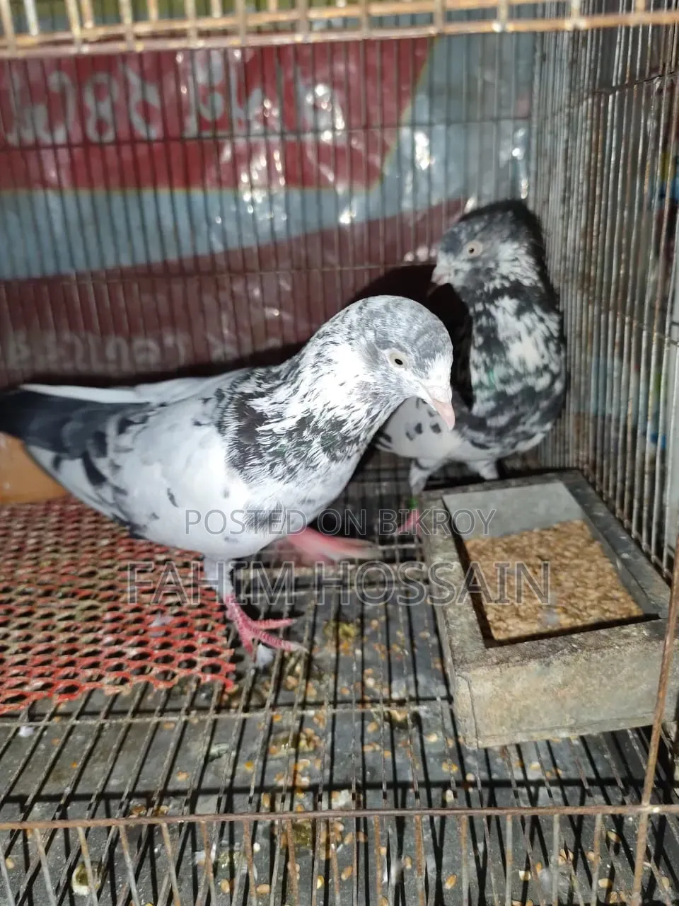 Saharanpuri Pigeon