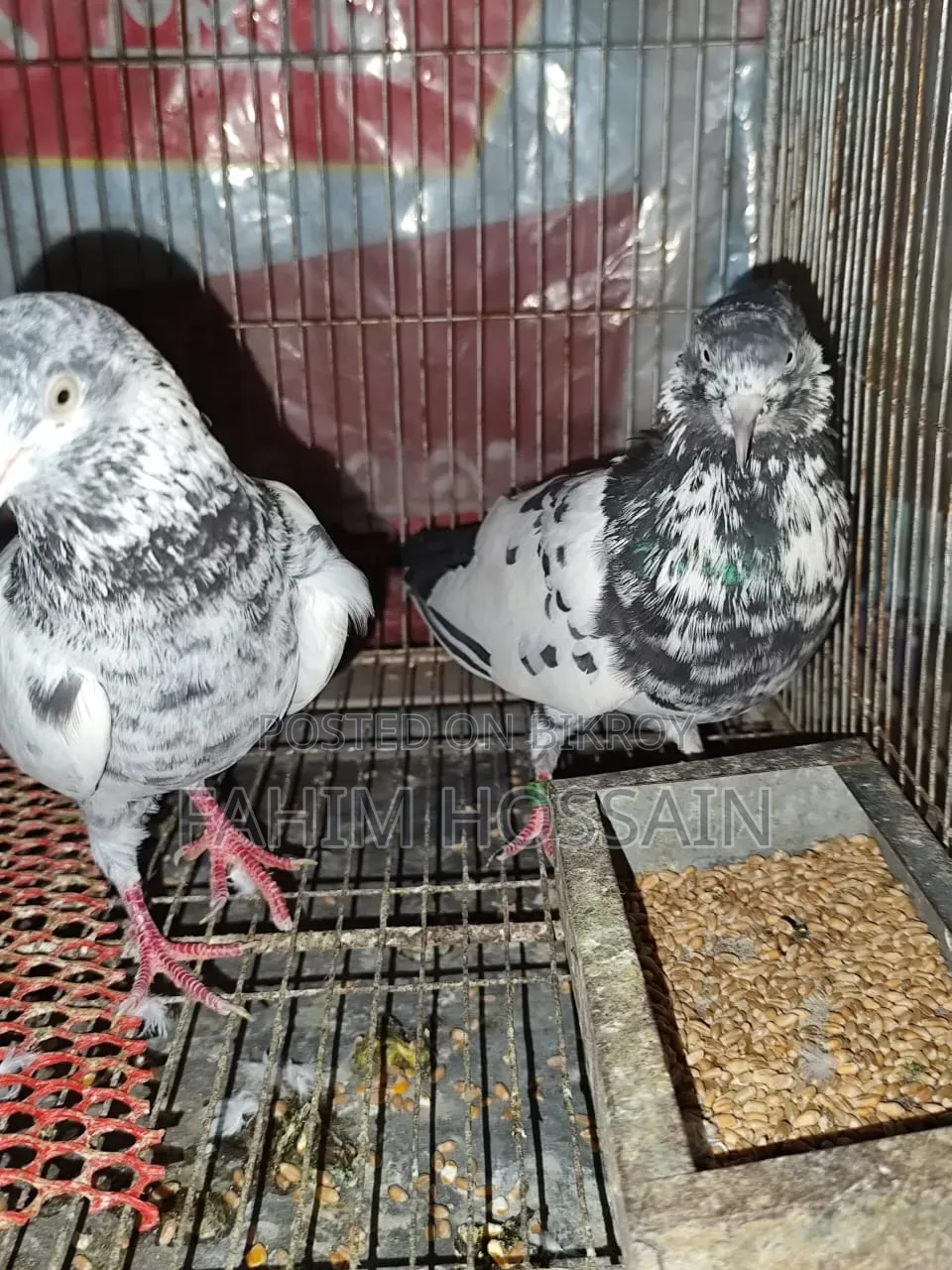 Saharanpuri Pigeon