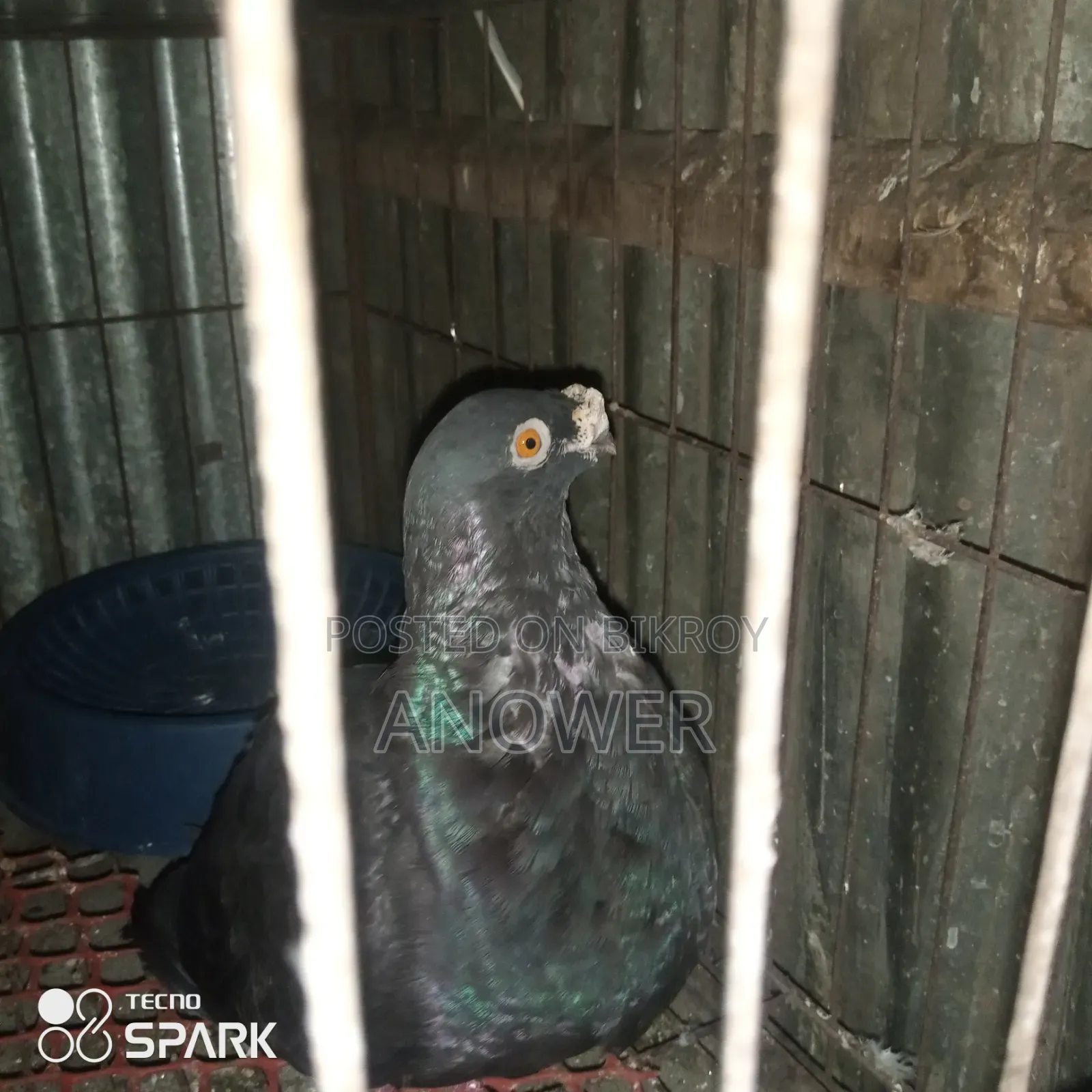 Running Spanish Pouter Female