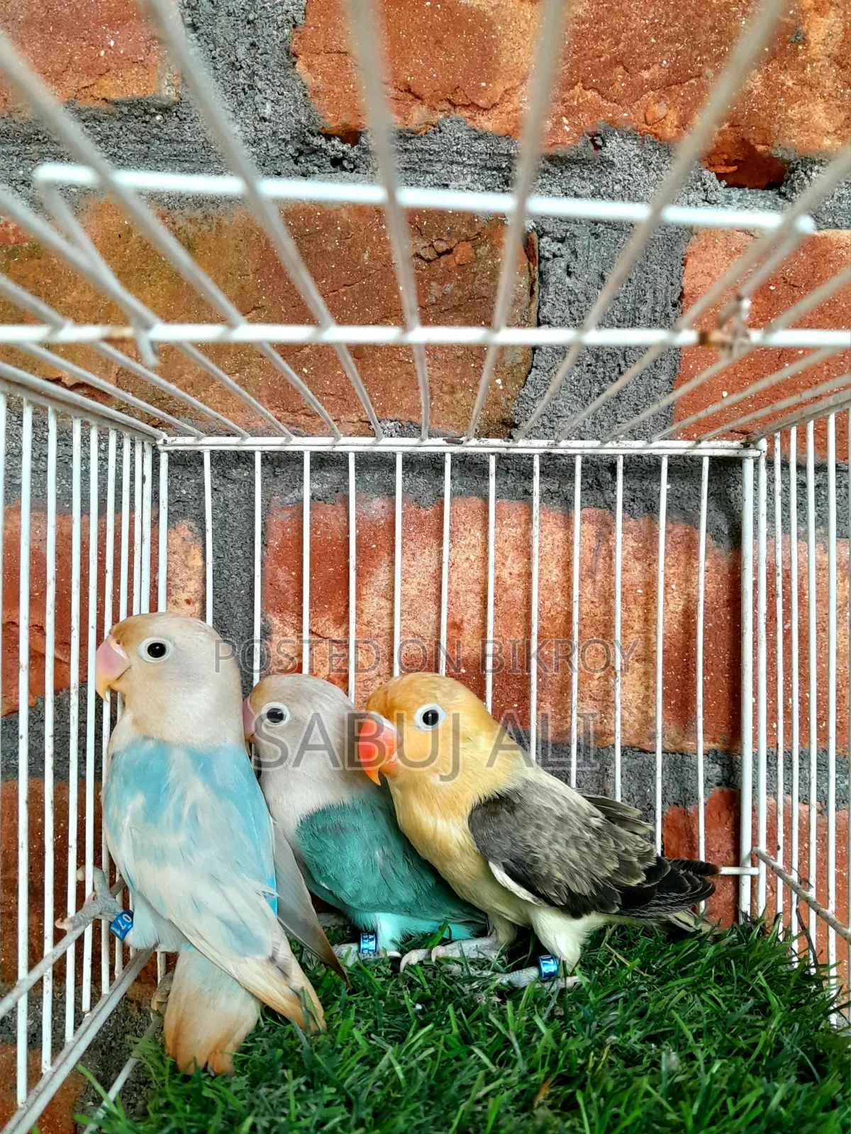 Love Bird Opaline