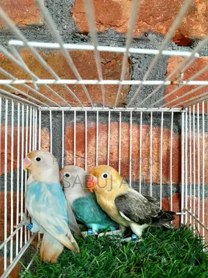 Love Bird Opaline