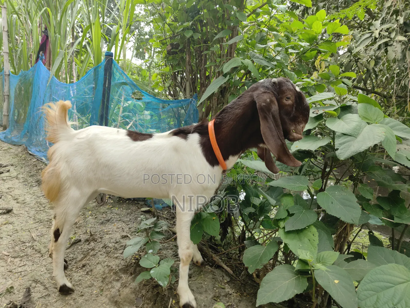 A Totapuri Goat