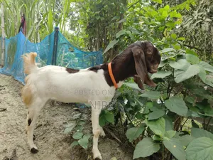 A Totapuri Goat