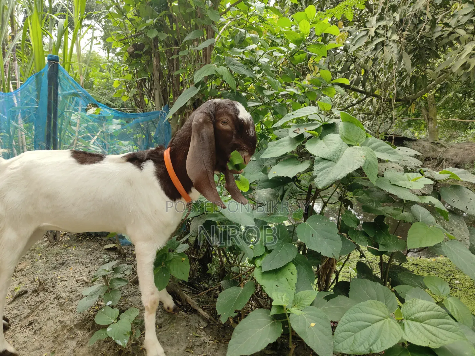 A Totapuri Goat
