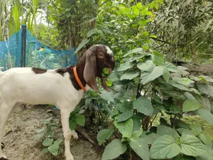 A Totapuri Goat