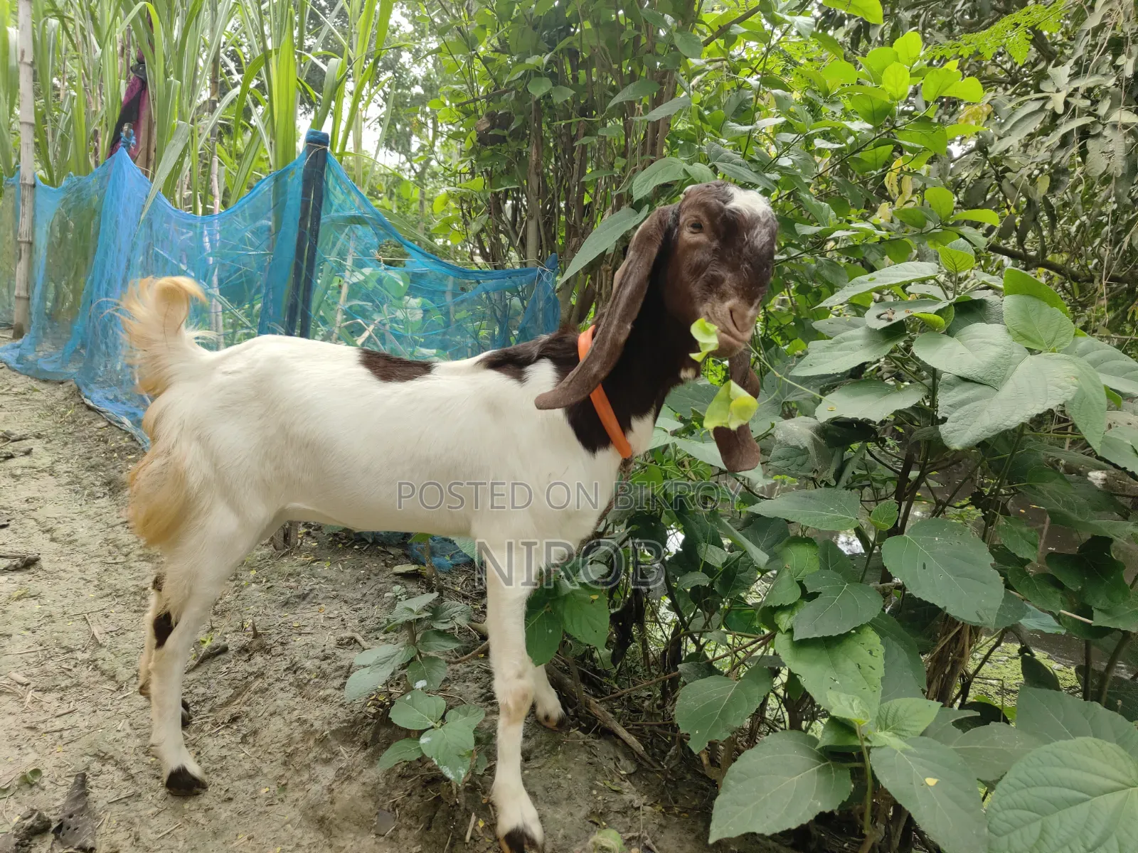 A Totapuri Goat