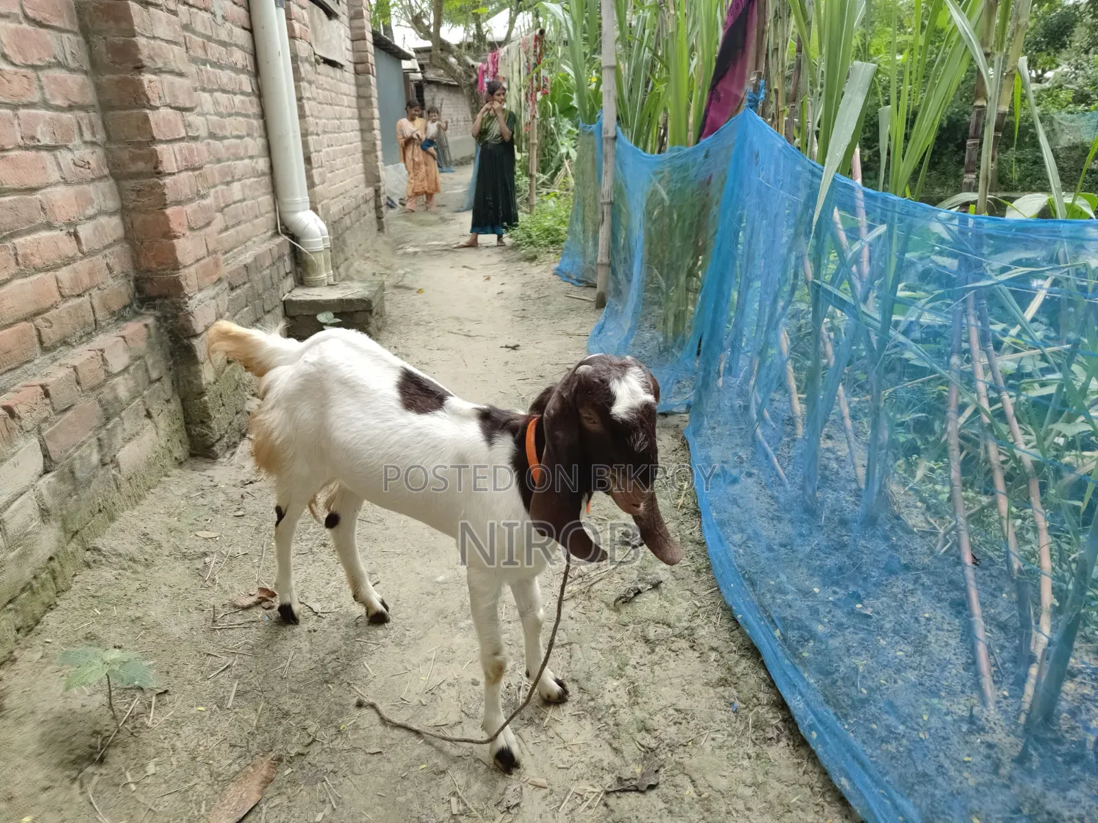 A Totapuri Goat