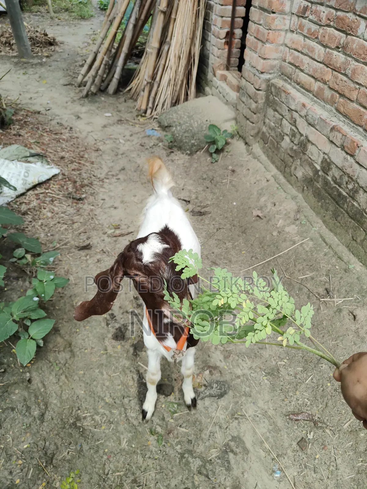 A Totapuri Goat