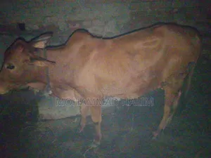 Sahiwal Breed Calf for Sale in Rajshahi.