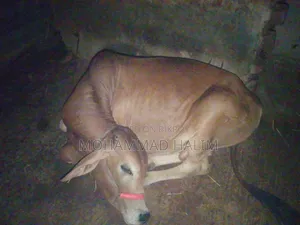 Sahiwal Breed Calf for Sale in Rajshahi.