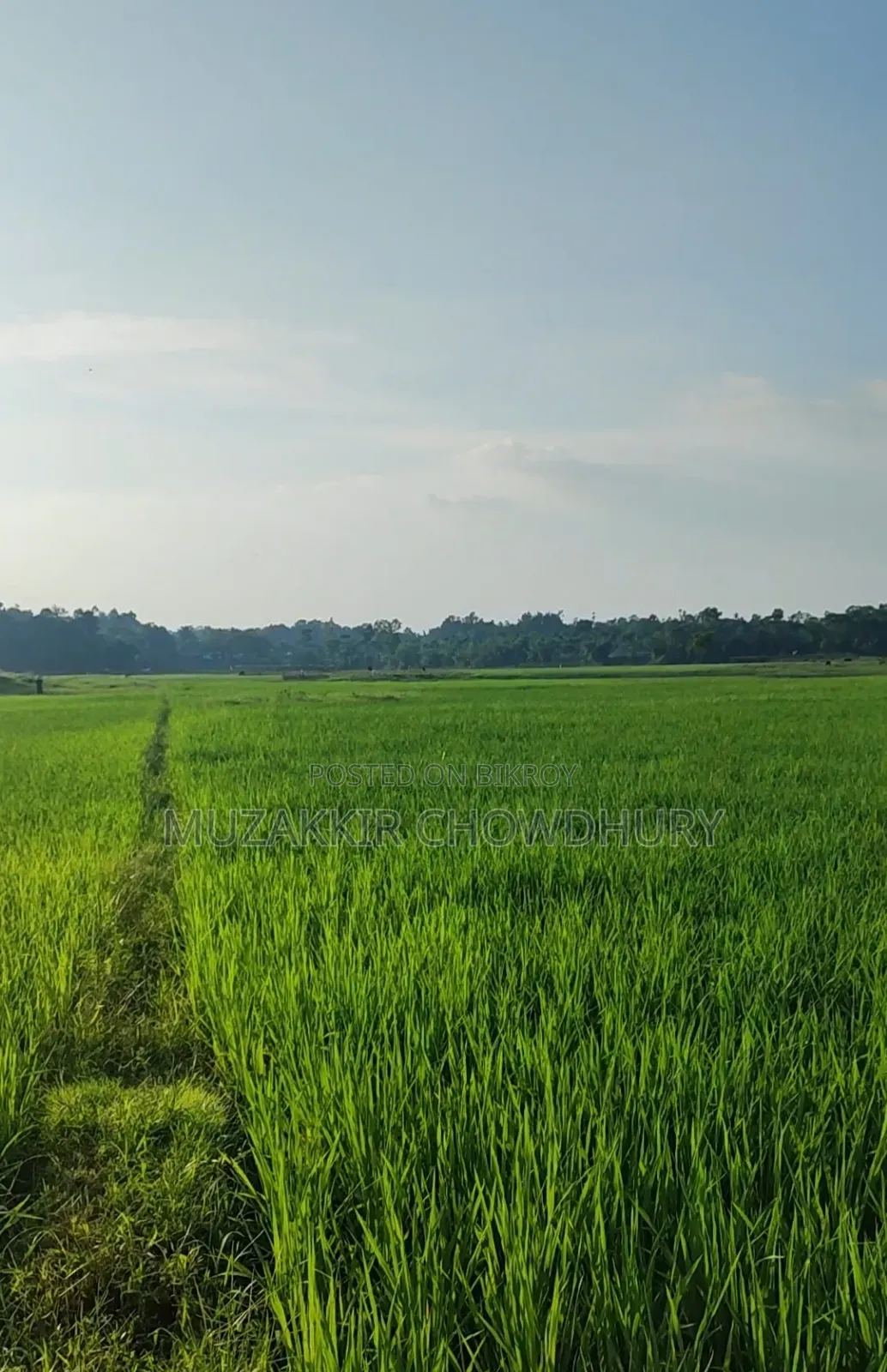 85 Kiar Land with Hill and Flat for Project or Resort Will Be Sold