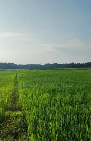 85 Kiar Land with Hill and Flat for Project or Resort Will Be Sold