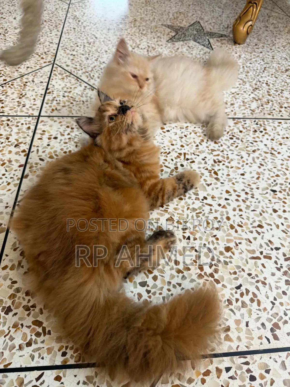 6-12 months Female Purebred Persian