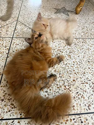 6-12 months Female Purebred Persian