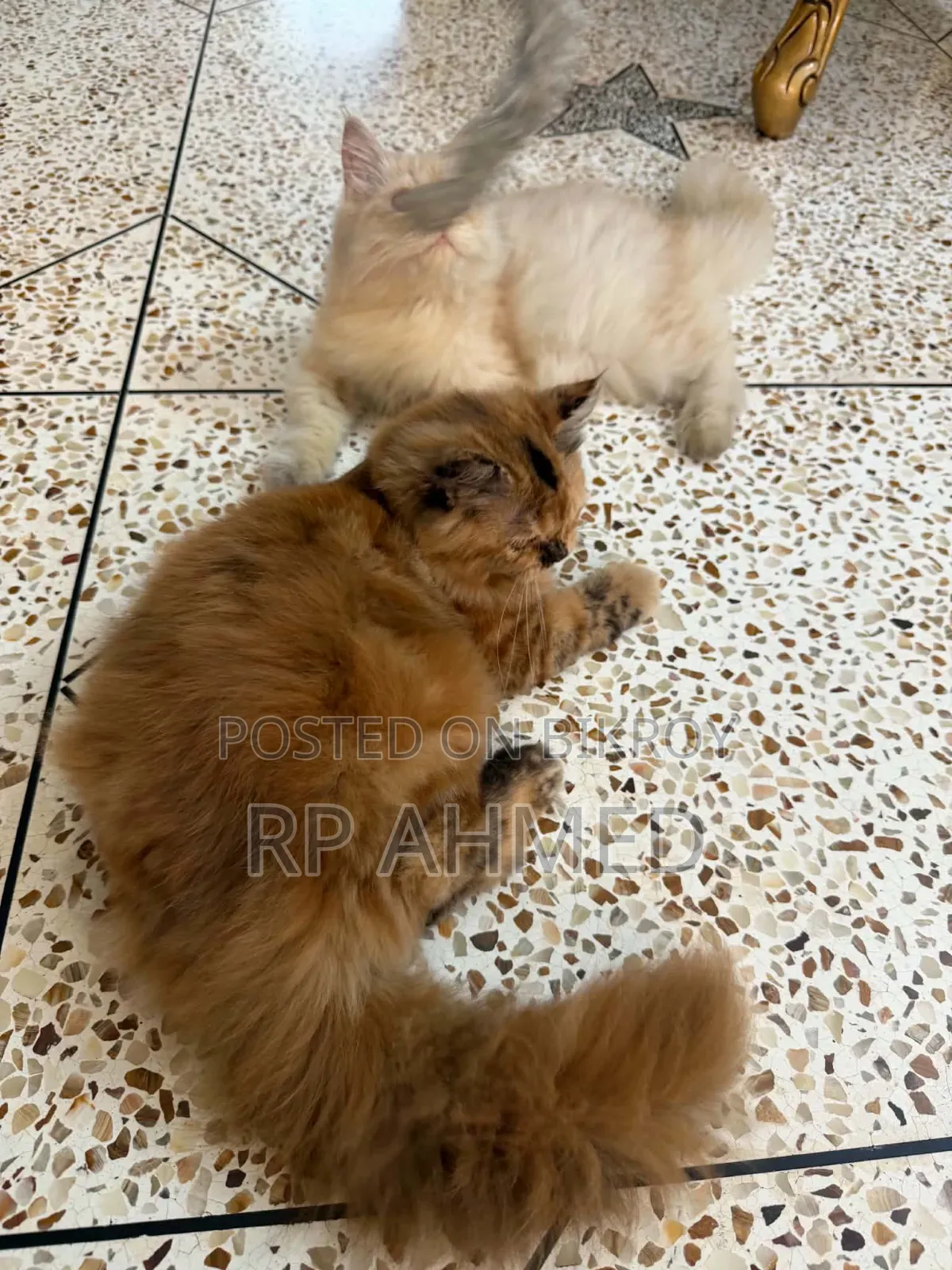 6-12 months Female Purebred Persian