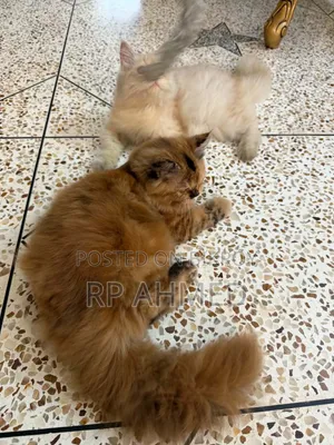 6-12 months Female Purebred Persian