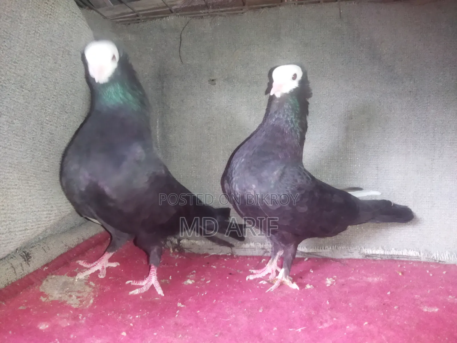 Mukhi Pigeon
