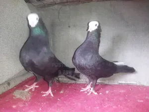 Mukhi Pigeon