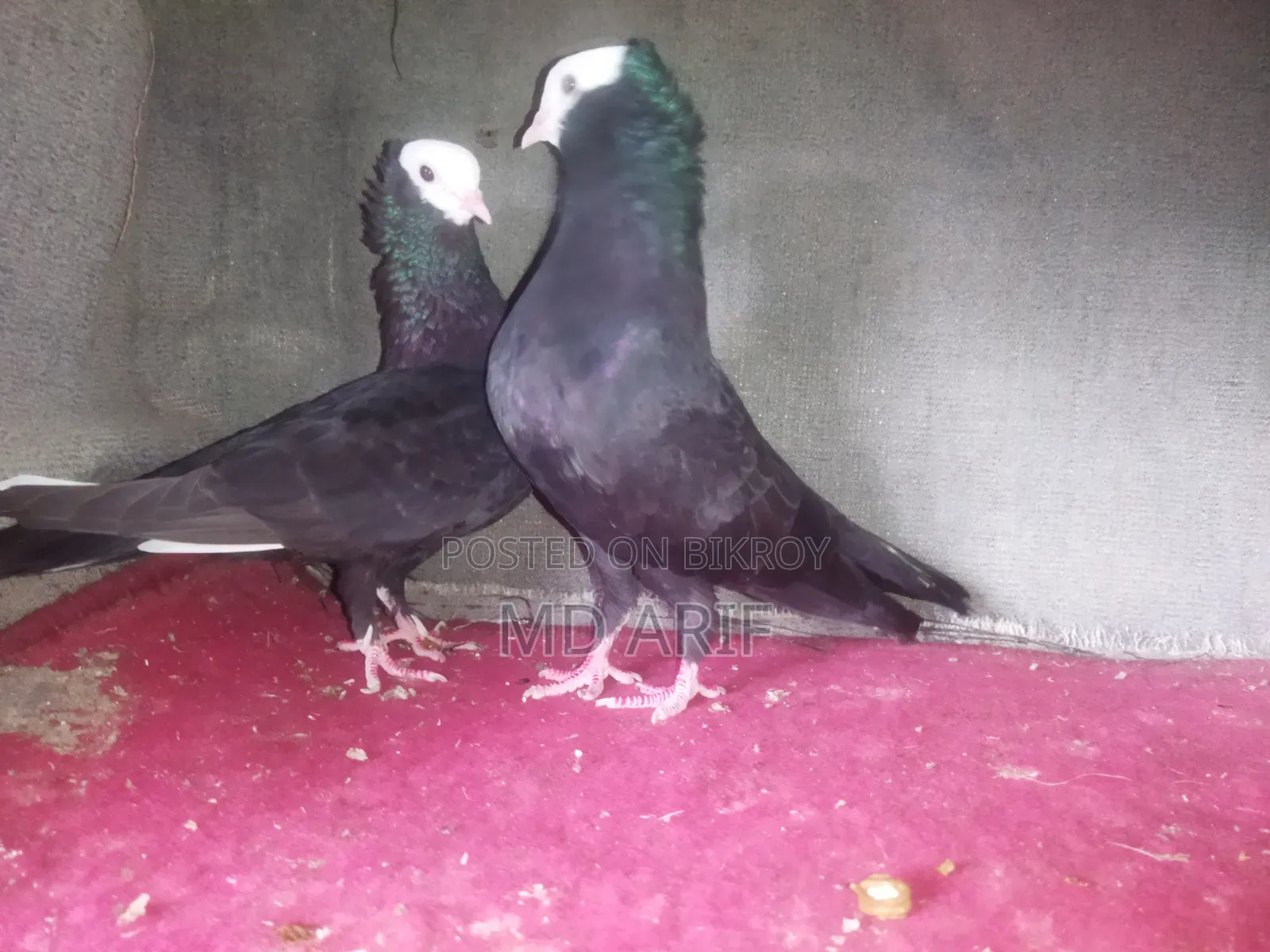 Mukhi Pigeon