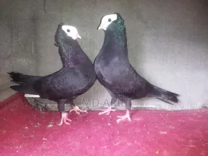 Mukhi Pigeon