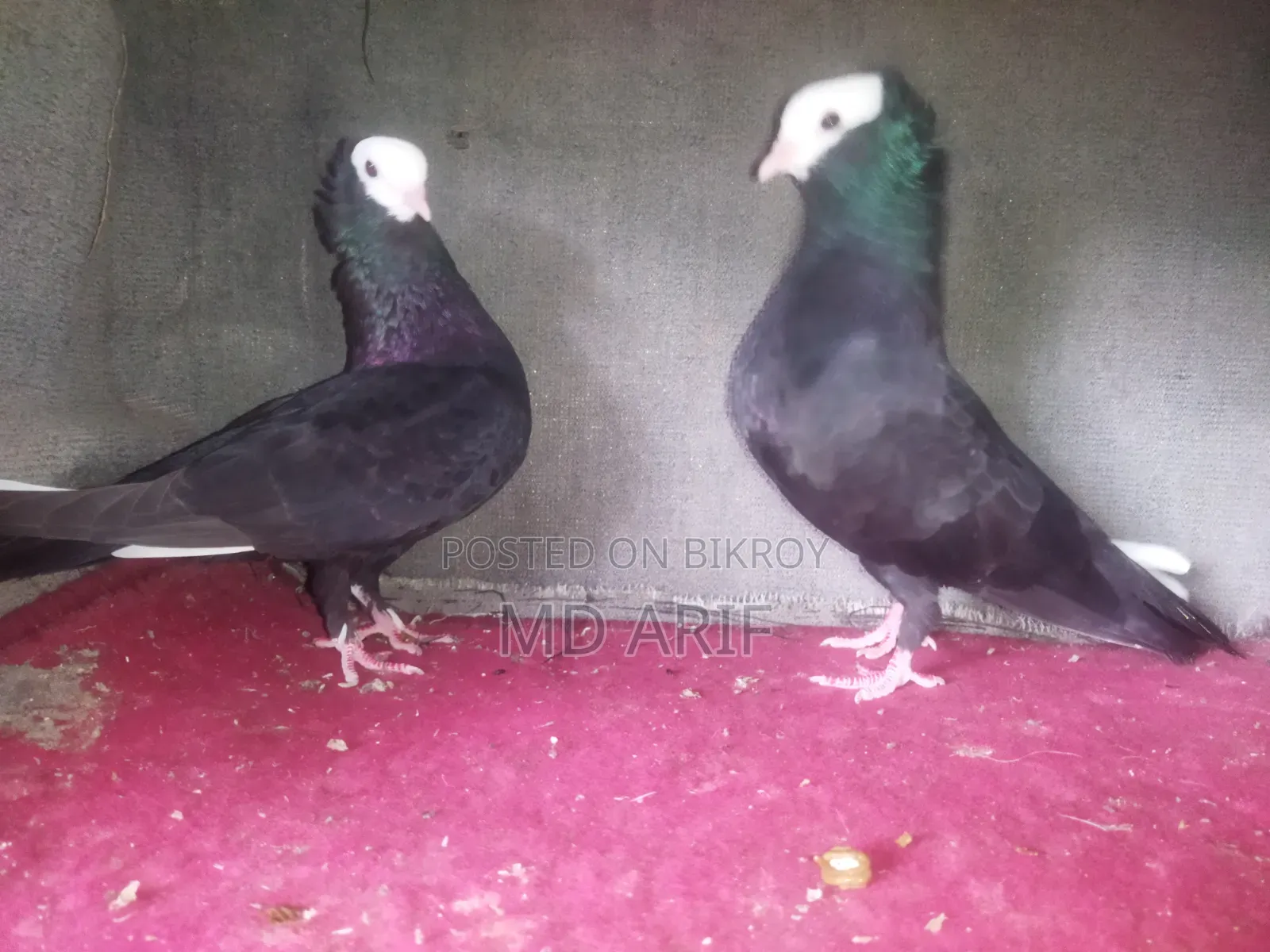 Mukhi Pigeon