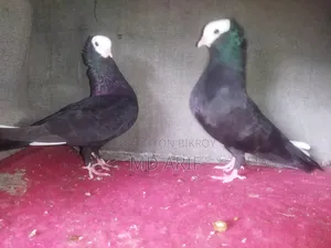 Mukhi Pigeon