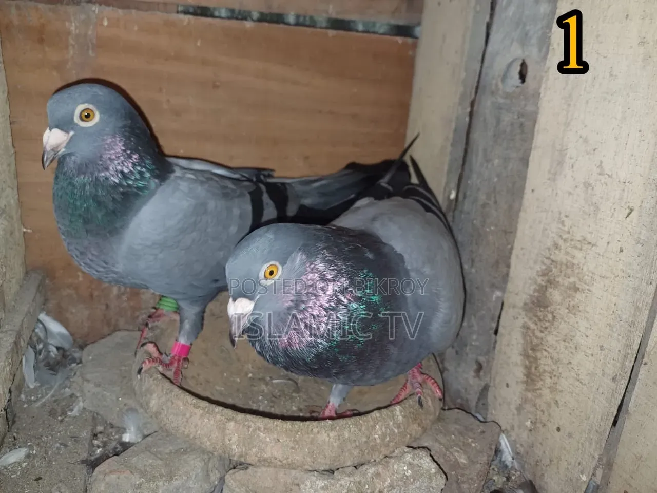 ১ জোড়া কবুতর বিক্রি হবে। ডিম বাচ্চা রানিং, 
লোকেশন: ডেমরা, চনপাড়া