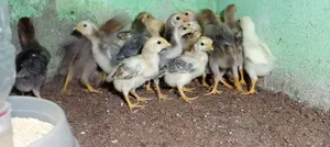 Desi Chicken Chicks for Sale