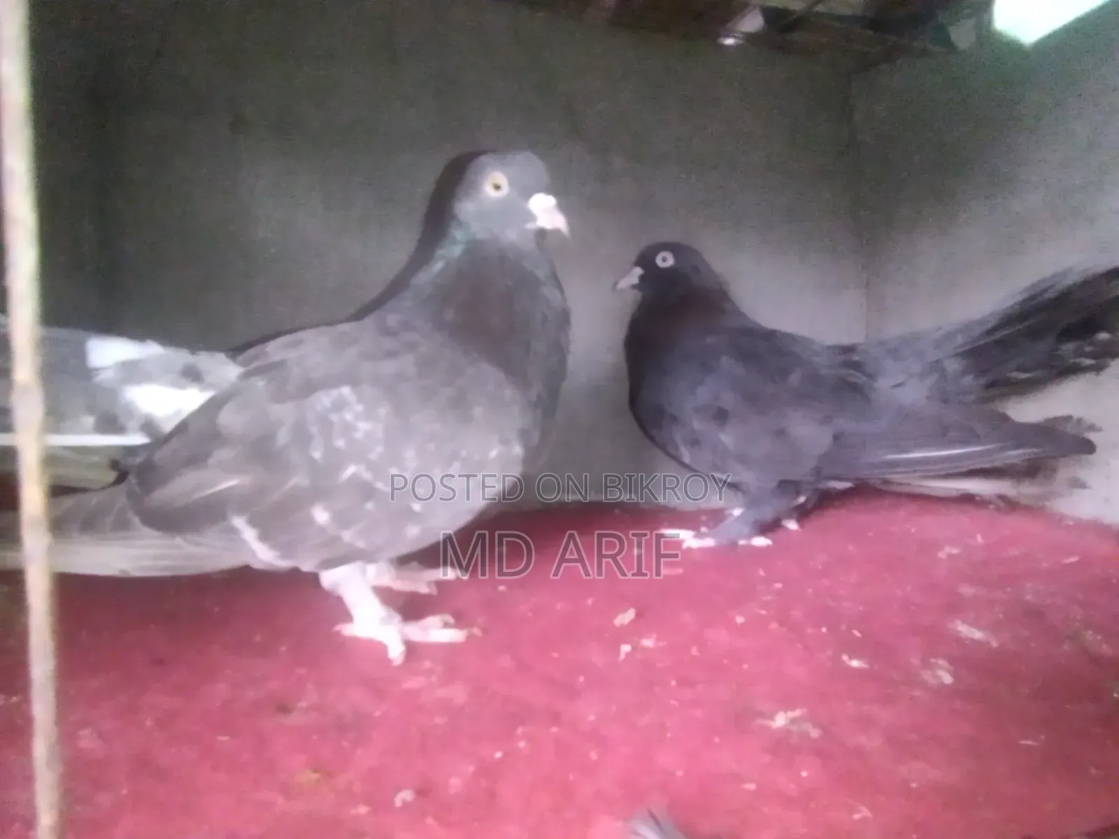 Gola Pigeon.