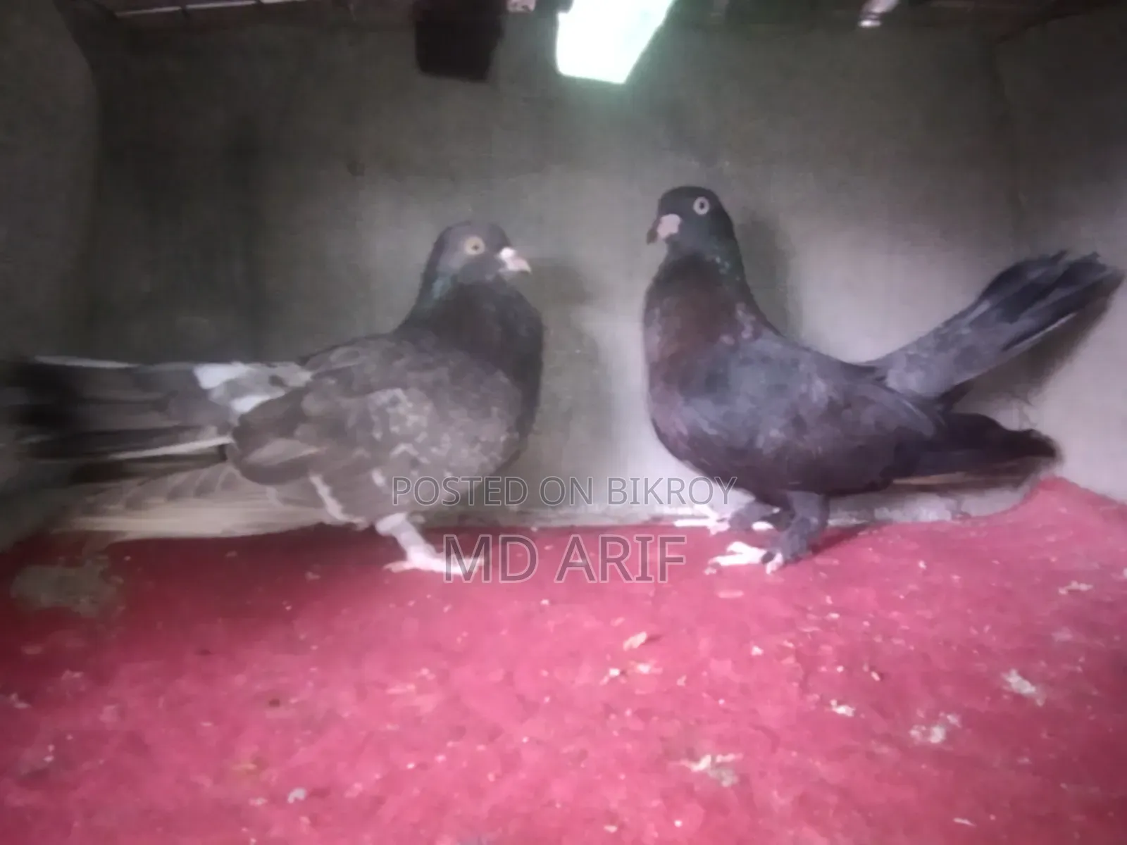 Gola Pigeon.
