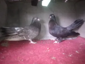Gola Pigeon.