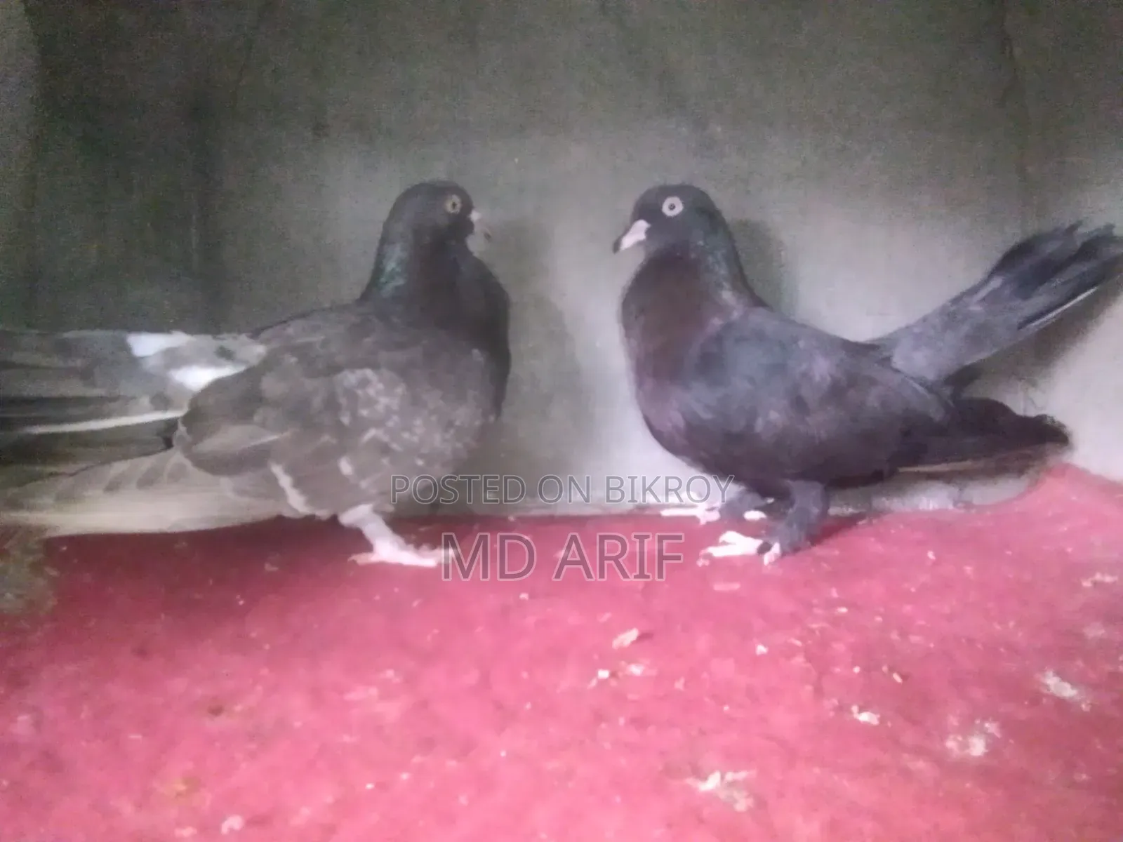 Gola Pigeon.
