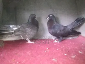 Gola Pigeon.
