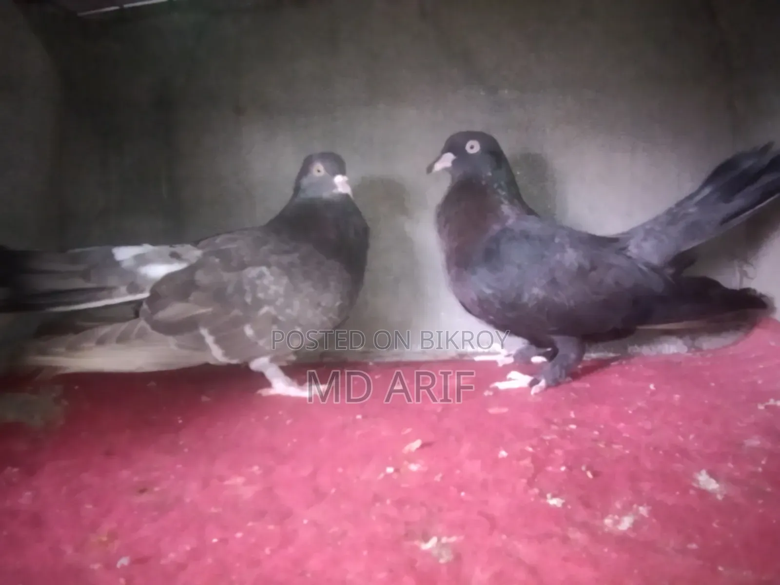 Gola Pigeon.