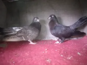 Gola Pigeon.