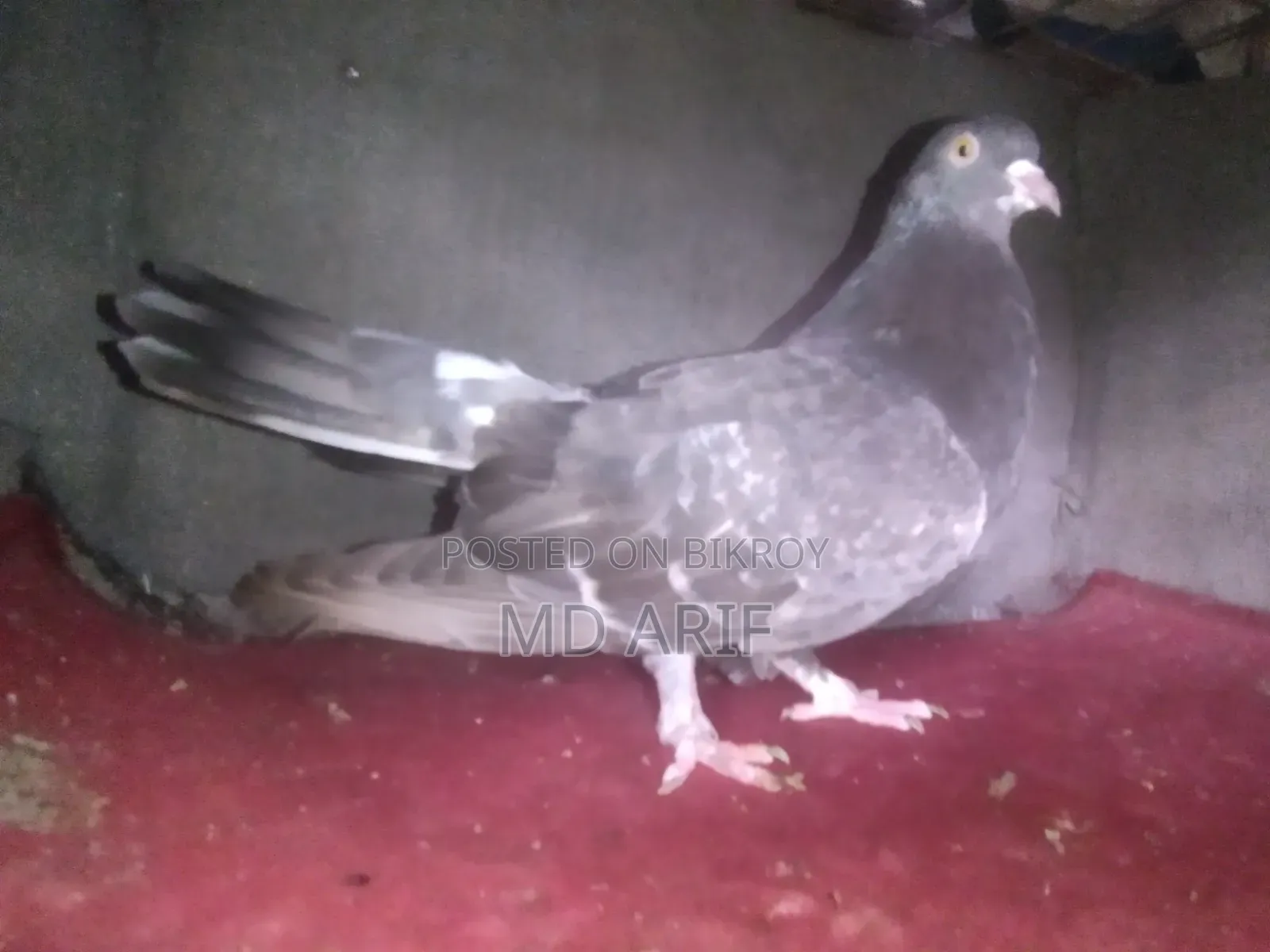 Gola Pigeon.