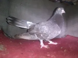 Gola Pigeon.