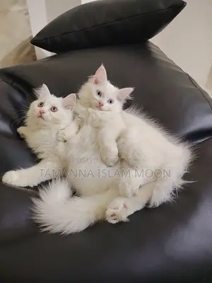 1-3 months Female Purebred Persian