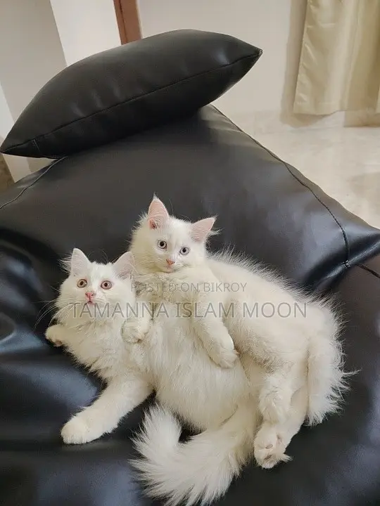 1-3 months Female Purebred Persian