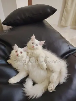 1-3 months Female Purebred Persian