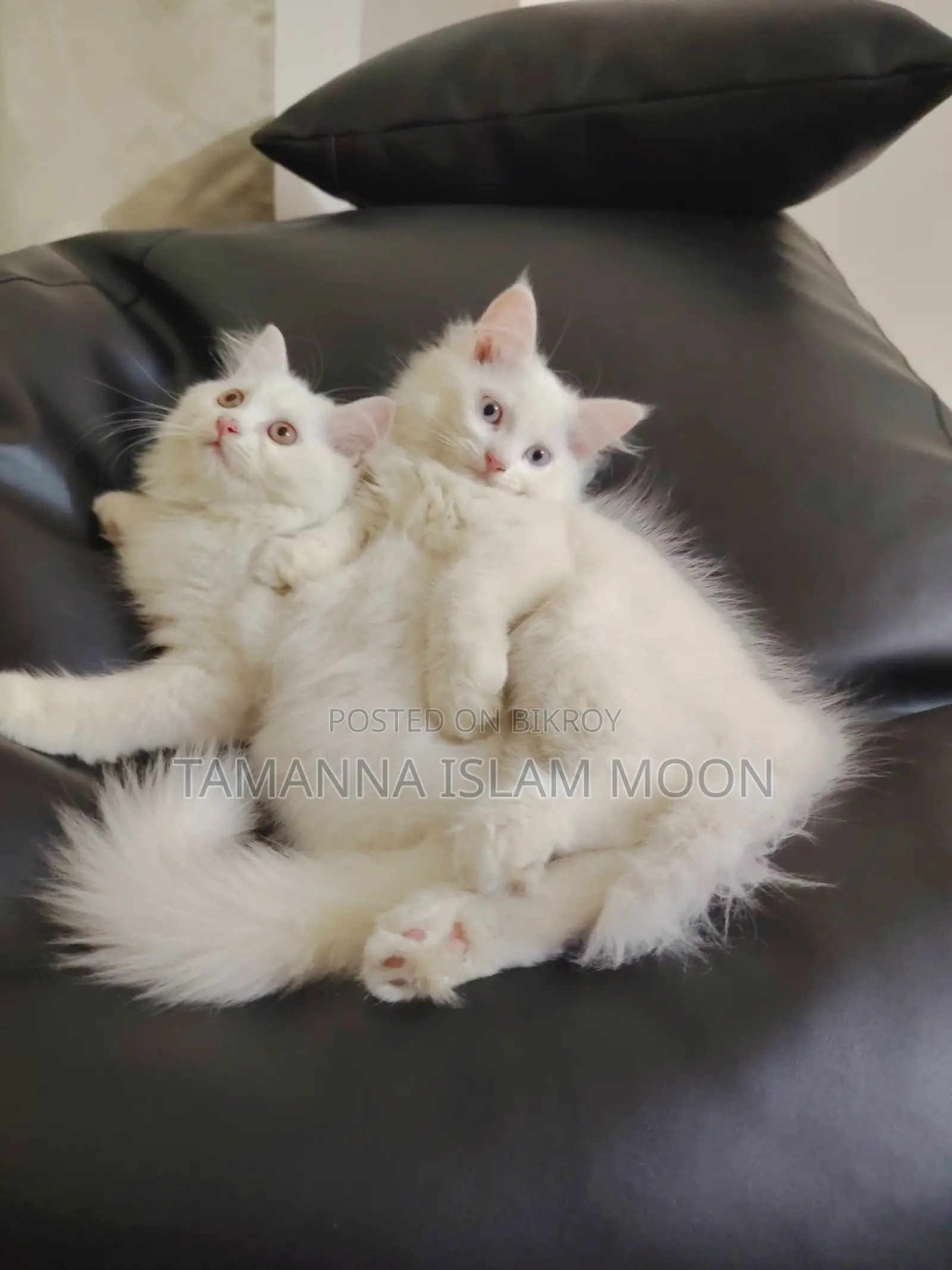 1-3 months Female Purebred Persian