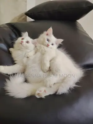 1-3 months Female Purebred Persian