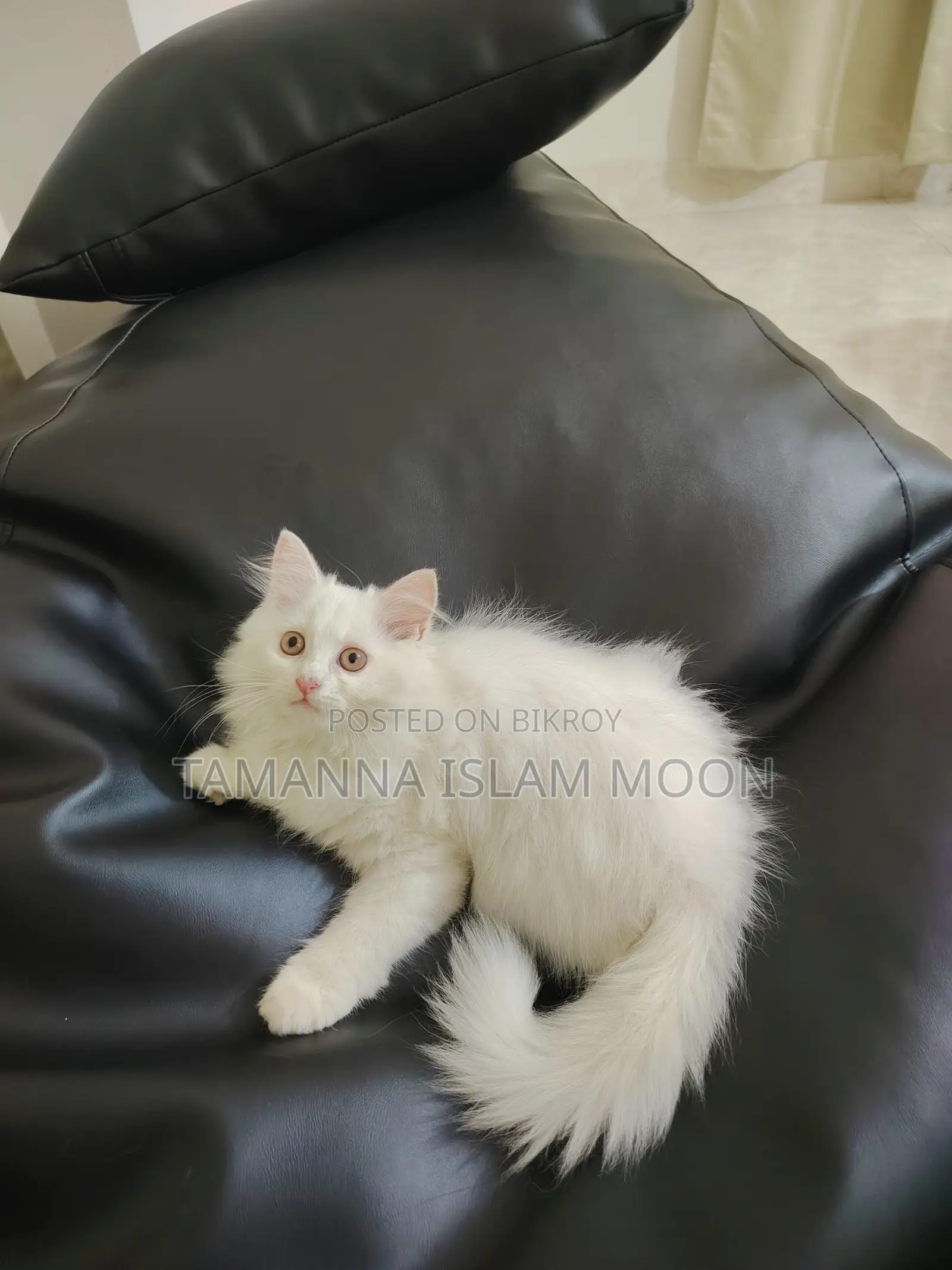 1-3 months Female Purebred Persian