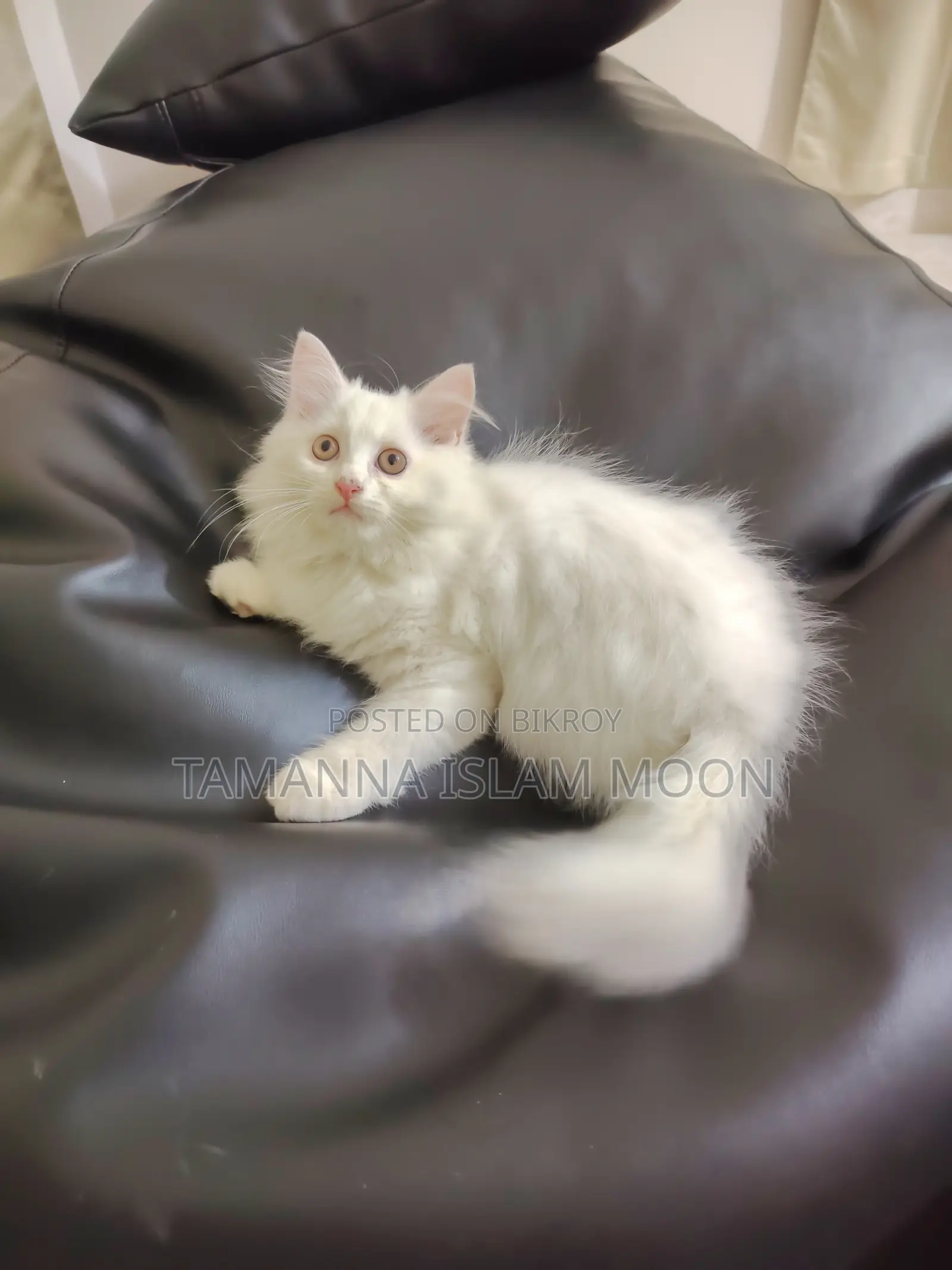 1-3 months Female Purebred Persian
