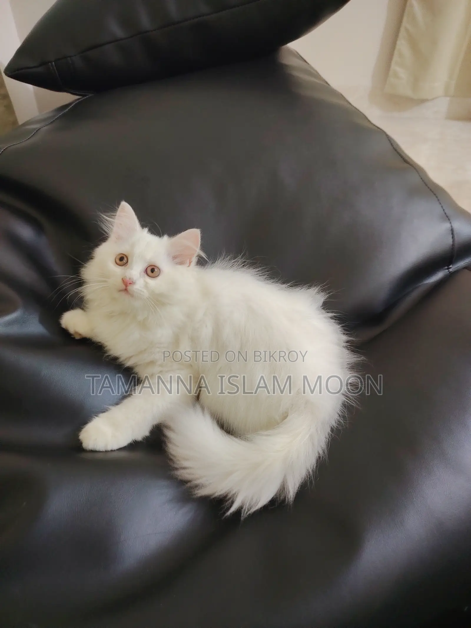 1-3 months Female Purebred Persian