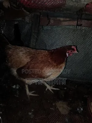 অরিজিনাল দেশি মুরগী