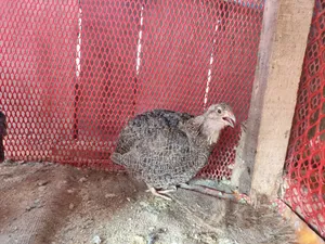 Quail Breeding Eggs (European White Jilin Coturnix)