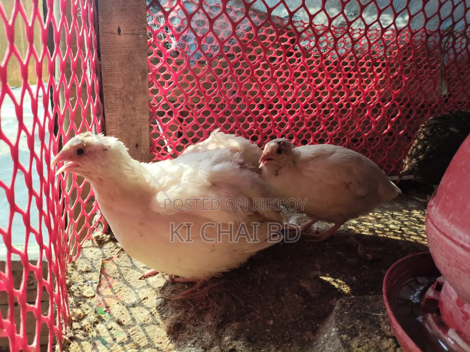 Quail Breeding Eggs (European White Jilin Coturnix)