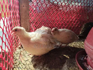 Quail Breeding Eggs (European White Jilin Coturnix)